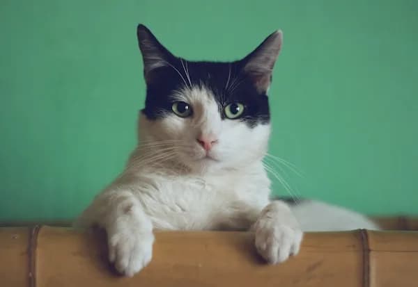 Grooming Kucing